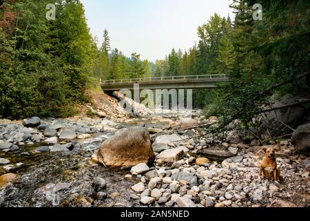 Die North Fork des Callahan Creek etwas oberhalb der Brücke National Forest Road 414, an der Forks, im Lincoln County, Montana. Stockfoto