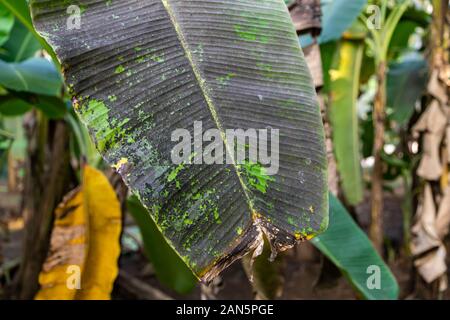 Bananenbaucherkrankung, Symptome des schwarzen sigatoka auf Bananenlaub, mit schwarzem sigatoka infizierte Pflanze, trockene Bananenblattoberfläche. Stockfoto
