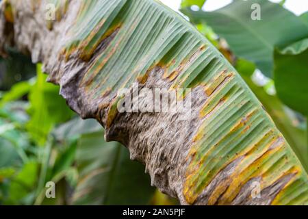 Bananenbaucherkrankung, Symptome des schwarzen sigatoka auf Bananenlaub, mit schwarzem sigatoka infizierte Pflanze, trockene Bananenblattoberfläche. Stockfoto