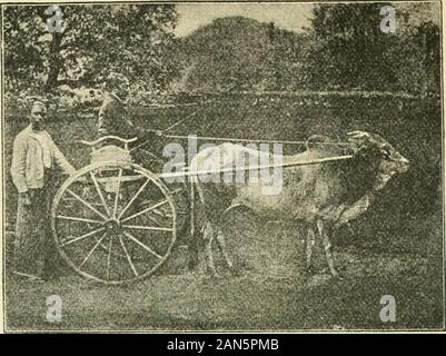 Sieben Jahre in Ceylon: Geschichten von Mission leben. Stockfoto