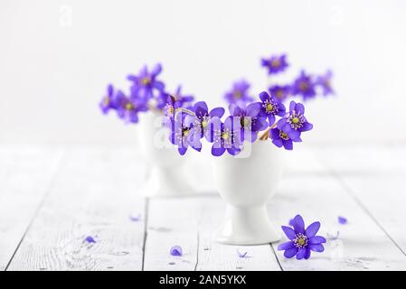 Blumenstrauß aus frühen Frühling Wilde Blaue leberblümchen Blumen in kleinen Vase auf weißem Hintergrund. Selektive konzentrieren. Stockfoto