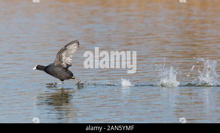 Ein schwarzer Vogel Blässhuhn (Fulica atra), die auf der Wasseroberfläche Stockfoto