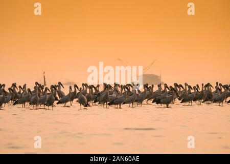 Anastomus oscitans große Planschbecken Vogel in die storchenfamilie/Asian openbill Storch Vögel im See Stockfoto