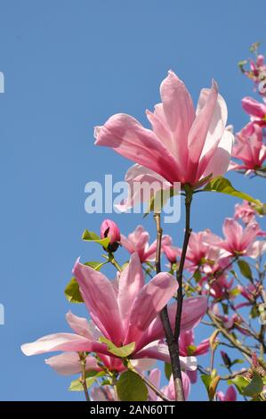 Magnolie Blüte. Magnolia Susan, rosa Blüten. Frühling blühende gegen den blauen Himmel. Stockfoto