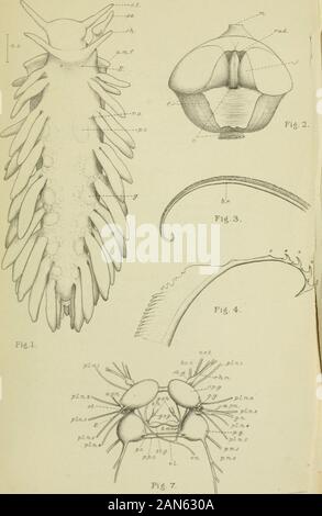 Vierteljährliche Zeitschrift für mikroskopische Wissenschaft. s. rj,. Huth hth et Imp. T.J Evans del Die Segmentierung der Kopf in Squalusacanthias. Durch G. Rylands de Beer, B.A., B.Sc., Christopher Welch Gelehrter, Demy des Magdalen College, Demonstrator in der Abteilung für Zoologie und vergleichende Anatomie. University Museum, Oxford. Mit 13 Text-Zahlen. Es gibt zwei Ansichten in Bezug auf die Segmentierung von thehead. Man hat aus der Balfours entstanden (1) Pionierarbeit, Dieandere zurückzuführen ist, van Wijhe (18). Beide einigen sich auf manypoints, und der Unterschied zwischen ihnen liegt in der Interpreta- tion der numerischen relatio Stockfoto