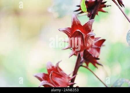 Red roselle für Gesundheit Getränk natürlichen Kräutern, Hibiscus sabdariffa/Roselle Früchte am Baum im Garten mit grün Blatt Hintergrund Stockfoto