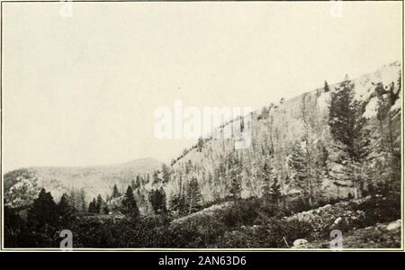 Schädigung der Vegetation und Tierwelt von schmelzer Abfälle. Abb. 1 - Blick auf den Berg über 10,5 Km westlich von Washoe lodgepole Kiefern Smelleder-Firs getötet und verletzt. ?Rot. Abb. 2 - Blick auf die Berge etwa 11 Meilen westlich von Washoe Schmelzer - LightAreas entlang Berg Seiten zeigen praktisch völlige Zerstörung von RedFirs mit kein Zeichen der jüngsten Waldbrände. ; R I^VESTIGATIOX an den Anaconda, Mont. 21 wurden stark beschmutzt und für mehrere Kilometer von der Schmelzanlage verletzt und so weit wie Rennstrecke die Ernten, die anscheinend nicht asluxuriantly wie jene um Rehe Lodtre, die Bäume g-Rudern in thevalley wachsen Stockfoto