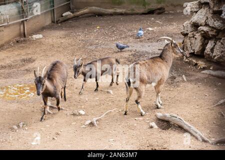 Eine Familie von Bergziegen in künstlichen Berg in Athen Park Zoo Stockfoto