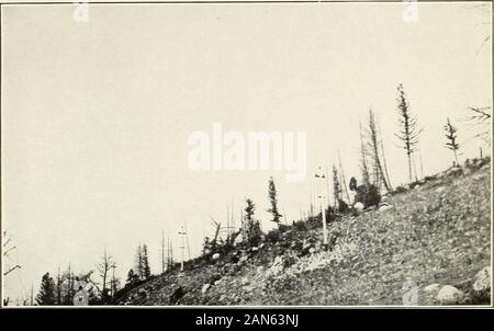 Schädigung der Vegetation und Tierwelt von schmelzer Abfälle. Abb. 2.- Blick auf den Mount-:;. ll eine "  t 3 Meilen westlich von Washoe SmellederFirs getötet und Wacholder anscheinend unverletzt. Red Bui. 1 1 3, Büro der Chemie, U, S. Abt. der Landwirtschaft. Platte Vill.. Abb. 1 - Blick auf den Berg über 10,5 Km westlich von Washoe lodgepole Kiefern Smelleder-Firs getötet und verletzt. ?Rot Stockfoto