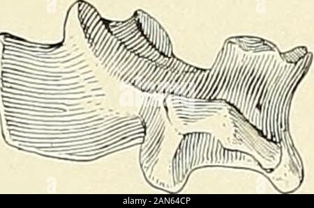 Erinnerungen von der Connecticut Akademie der Künste und Wissenschaften. Stockfoto