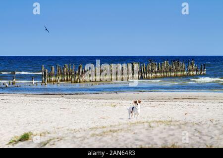 Blick auf die Küste der Ostsee mit hölzernen Wellenbrecher und kleinen Hund. Stockfoto