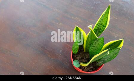 Dracaena trifasciata, im Allgemeinen als Schlangenpflanze bekannt, in einem roten Topf, auf einer Holzoberfläche. Draufsicht. Stockfoto