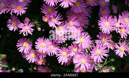 Violette Aster blüht in voller Blüte und sonnendurchflucht. Stockfoto