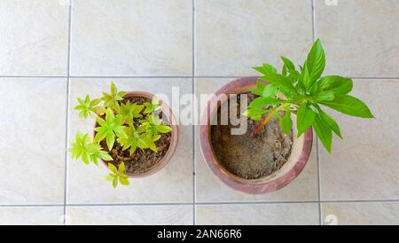 Draufsicht über zwei Topfpflanzen von Impatiens Balsamina, die im Allgemeinen als Balsam bezeichnet werden. Stockfoto