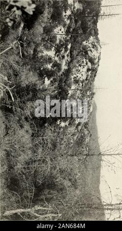 Schädigung der Vegetation und Tierwelt von schmelzer Abfälle. Blick über 2 Meilen südlich von Keswick Schmelzer, in der Nähe von Redding. Cal. Bui. 113, Büro der Chemie. U. 5. Abt. der Agricuture. Platte IV. ^ $ ^ Stockfoto