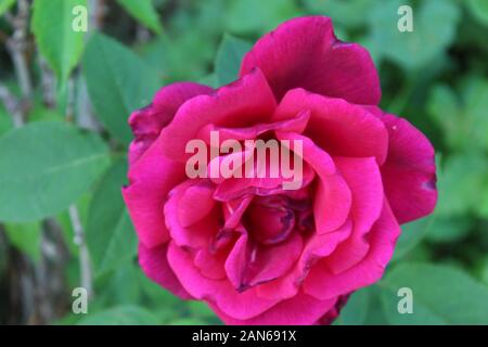 Red Rose Bloom Stockfoto