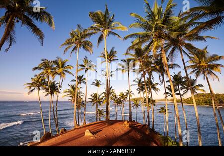 Kokospalmen auf einer tropischen Insel bei Sonnenaufgang, Sri Lanka. Stockfoto