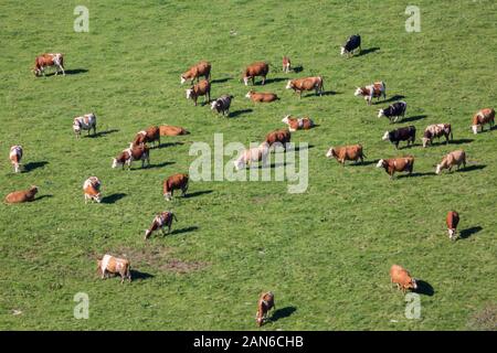 Vogelperspektive auf eine Herde von weidenden Kühen. Produktion von Biomilch, ökologische Landwirtschaft. Vom Kirchturm des Klosters Andechs erfasst. Stockfoto
