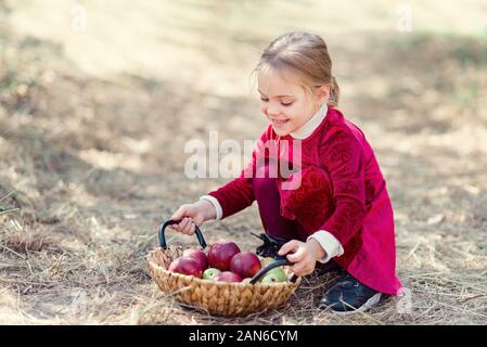 Kind pflücken Äpfel auf Bauernhof im Herbst. Mädchen liegt auf dem Boden in der Nähe von Korb mit Birnen und Äpfel. Gesunde Ernährung. Ernte Konzept. Stockfoto