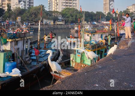 Reiher in Sassoon Docks, in Colaba Area, Mumbai, Indien, scannen Fischtrawler für unbeaufsichtigte Fische zu holen Stockfoto
