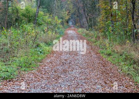 Pfad/Pfad, der tiefer in einen Wald führt. Es scheint ein flaches Licht am Ende des Weges zu geben. Konzept für Veränderung, unbekannt, Unsicherheit, Reise. Stockfoto