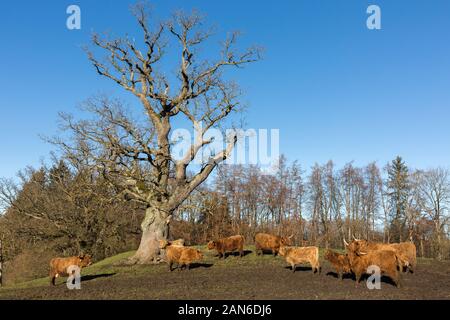 Herde von schottischen Highland-Rindern, die vor einem mächtigen Baum weiden. Highland Cattle zeichnet sich durch lange Hörner und langes, welliges Fell aus. Stockfoto