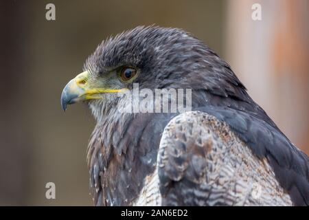 Profil/Porträt von Geranoaetus melanoleucus, bekannt als Aguja oder Schwarzwald-Bussard-Adler (Blaubussard). Detail von Auge, Schnabel, Federn, Stockfoto