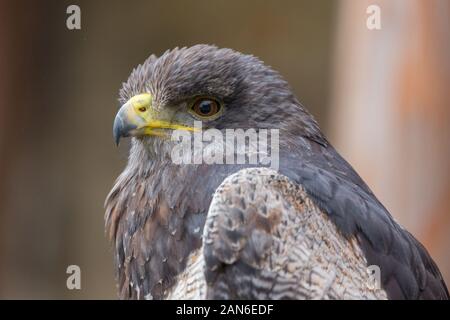 Seitenansicht auf dem Kopf von Aguja oder schwarz gestelzter Bussard-Adler (lateinischer Name Geranoaetus melanoleucus). Mit detaillierter Sicht auf die Augen und Federn herum. Stockfoto
