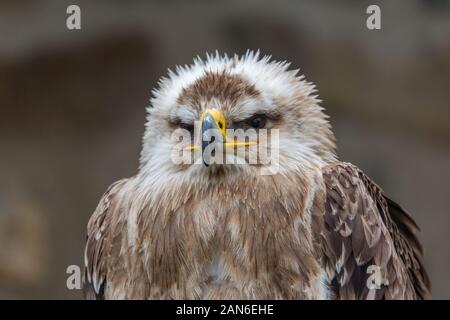 Porträt eines oströmischen Adlers - lat. "aquila heliaca". Isolierte Nahaufnahme mit neutralem Hintergrund. Braun-weiße Federn, Stockfoto