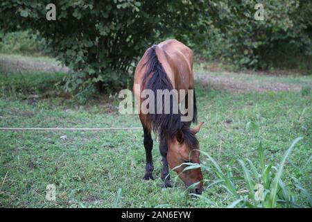 Porträt des braunen Pferdes, das auf einer Wiese grast. Pferd an der Leine, das Gras in der Nähe isst. Einzelnes braunes lokales Bergpferd gefesselt mit Baumstamm Stockfoto