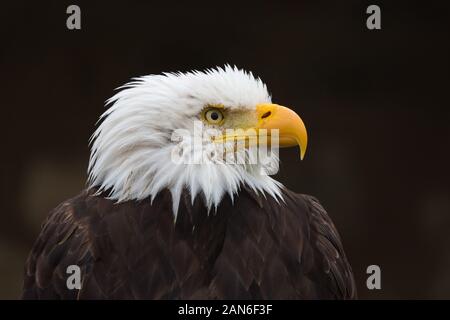 Nahaufnahme / Profil des Weißkopfadlers. Hochformat mit dem Kopf nach rechts. Detailansicht auf Schnabel, Auge, Federn. Nationales Symbol der USA. Stockfoto