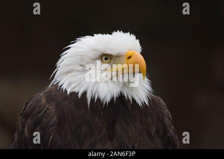 Porträt des Weißkopfadlers, der nach rechts blickt. Lateinischer Name: Haliaetus leucocephalus. Blick auf weißen Kopf mit orangefarbenem Schnabel. Nationales Symbol der USA. Stockfoto