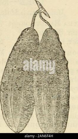 Dreer's Garten Kalender 1872. Frühe russische Gurke. Stockfoto