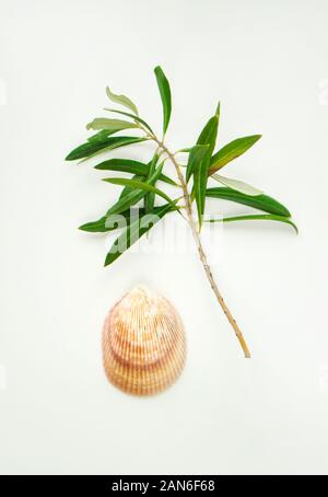 Sommer Konzept mit Muscheln und schöne Olive Branch auf weißem Hintergrund. Stockfoto