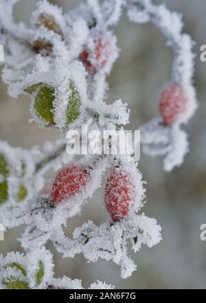 Makro gefroren Rose-Hips bedeckt mit Eis Stockfoto