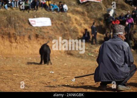 Nuwakot, Nepal. 15 Jan, 2020. Bullen kämpfen während der Maghe Sankranti Festival im Bezirk Nuwakot Taruka Dorf in der Nähe von Kathmandu, Nepal am Mittwoch, 15. Januar 2020. Maghe sankranti ist am 1. des Monats Magh gefeiert, als dieser Tag der Beginn der wärmeren und mehr Tagen im Vergleich zu den Nächten, die Dorfbewohner organisiert Stierkampf während der Maghe Sankranti Festival. (Foto durch Subash Shrestha/Pacific Press) Quelle: Pacific Press Agency/Alamy leben Nachrichten Stockfoto