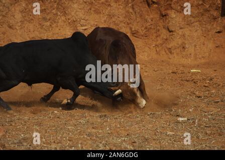 Nuwakot, Nepal. 15 Jan, 2020. Bullen kämpfen während der Maghe Sankranti Festival im Bezirk Nuwakot Taruka Dorf in der Nähe von Kathmandu, Nepal am Mittwoch, 15. Januar 2020. Maghe sankranti ist am 1. des Monats Magh gefeiert, als dieser Tag der Beginn der wärmeren und mehr Tagen im Vergleich zu den Nächten, die Dorfbewohner organisiert Stierkampf während der Maghe Sankranti Festival. (Foto durch Subash Shrestha/Pacific Press) Quelle: Pacific Press Agency/Alamy leben Nachrichten Stockfoto