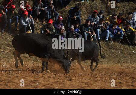 Nuwakot, Nepal. 15 Jan, 2020. Bullen kämpfen während der Maghe Sankranti Festival im Bezirk Nuwakot Taruka Dorf in der Nähe von Kathmandu, Nepal am Mittwoch, 15. Januar 2020. Maghe sankranti ist am 1. des Monats Magh gefeiert, als dieser Tag der Beginn der wärmeren und mehr Tagen im Vergleich zu den Nächten, die Dorfbewohner organisiert Stierkampf während der Maghe Sankranti Festival. (Foto durch Subash Shrestha/Pacific Press) Quelle: Pacific Press Agency/Alamy leben Nachrichten Stockfoto