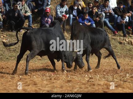 Nuwakot, Nepal. 15 Jan, 2020. Bullen kämpfen während der Maghe Sankranti Festival im Bezirk Nuwakot Taruka Dorf in der Nähe von Kathmandu, Nepal am Mittwoch, 15. Januar 2020. Maghe sankranti ist am 1. des Monats Magh gefeiert, als dieser Tag der Beginn der wärmeren und mehr Tagen im Vergleich zu den Nächten, die Dorfbewohner organisiert Stierkampf während der Maghe Sankranti Festival. (Foto durch Subash Shrestha/Pacific Press) Quelle: Pacific Press Agency/Alamy leben Nachrichten Stockfoto