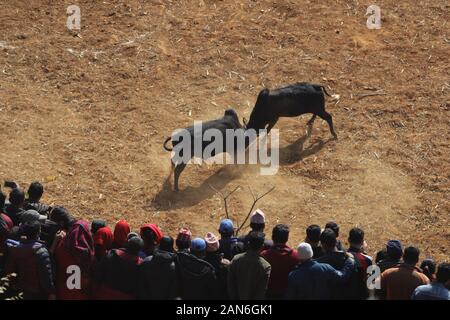 Nuwakot, Nepal. 15 Jan, 2020. Bullen kämpfen während der Maghe Sankranti Festival im Bezirk Nuwakot Taruka Dorf in der Nähe von Kathmandu, Nepal am Mittwoch, 15. Januar 2020. Maghe sankranti ist am 1. des Monats Magh gefeiert, als dieser Tag der Beginn der wärmeren und mehr Tagen im Vergleich zu den Nächten, die Dorfbewohner organisiert Stierkampf während der Maghe Sankranti Festival. (Foto durch Subash Shrestha/Pacific Press) Quelle: Pacific Press Agency/Alamy leben Nachrichten Stockfoto