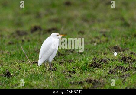 Kuhreiher - Bubulcus ibis Stockfoto