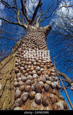 Schnecken Helix aspersas überwintern in einer großen Gruppe auf Ein Baumstamm North Norfolk Stockfoto