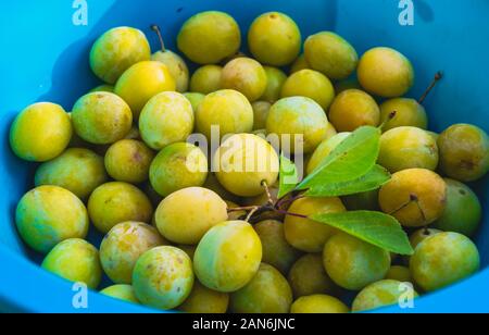 In der Nähe von vielen gelben frische reife Pflaumen in Kunststoff blau Schüssel Stockfoto