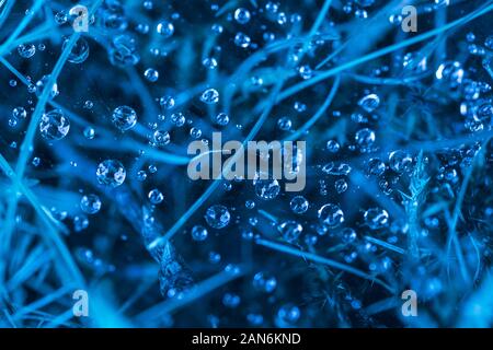 Abstrakte Tau und Gras Hintergrund Tönen in Classic blau - Trendfarbe des Jahres 2020 Stockfoto