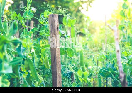 Junge Erbsen Pflanzen wachsen auf der Plantage im Sonnenlicht. Stockfoto