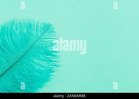 Zusammenfassung Hintergrund mit flauschigen Mint Green Feather mit Kopie Raum Stockfoto