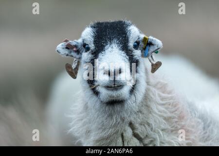 Swaledale Schafe, weiblicher Single oder Schaf, vorwärts gerichtet, mit der Nahrung in den Mund. Close Up, unscharfer Hintergrund. Tan Hill, Keld, Yorkshire Dales. Landschaft Stockfoto