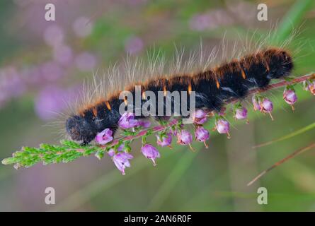 Caterpillar von Fox Moth, Klettern an blühenden Gemeinsame Heather Stockfoto