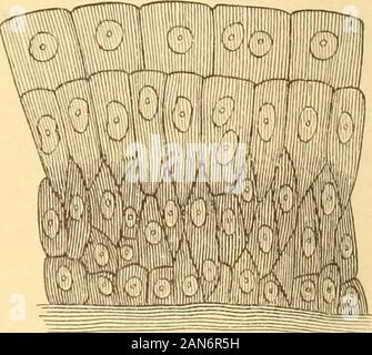 Anatomie, Physiologie und Hygiene für den High School. Bindegewebe. Epithelgewebe. sehr wenig Substanz zwischen. Eine solche Forma- tion ist aufgerufen, eine epithe - lial Gewebe. Oder der cellsma}^ Spindel - shapedor dreieckig, mit, lange Prozesse jede Kreuzung, anderen und Drehen zusammen, so dass die tissuelooks wie ein Knäuel silkor ein Netz. Eine solche tissueis connectivetissue genannt. Struktur und Zusammensetzung der. Der Körper 17. Stockfoto