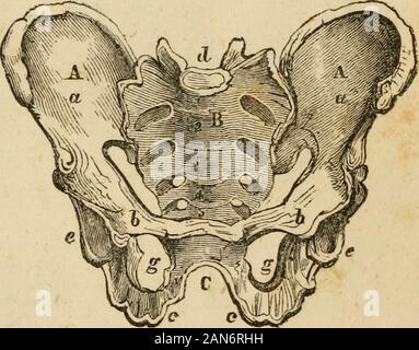 Der matrone Handbuch der Geburtshilfe, und die Krankheiten von Frauen während der Schwangerschaft und der Geburt.. . Platte Vn. Knochen des Beckens. Platte VM,. Dies stellt die männliche Becken, der Unterschied in der Struktur zu zeigen. Die Buchstaben entsprechen denen in der Platte VII. Struktur DER ORGANE UND TEILE. 37 PLATTE VIM. Stockfoto